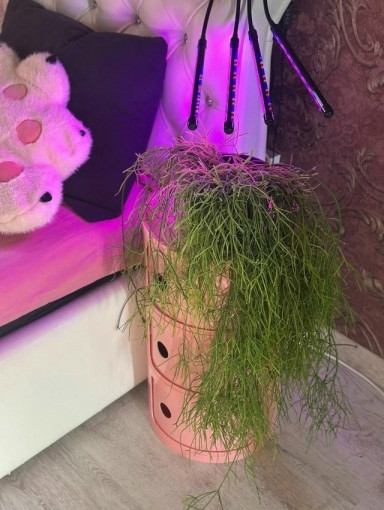 Фитолампа для растений САДОВОД официальный интернет-каталог