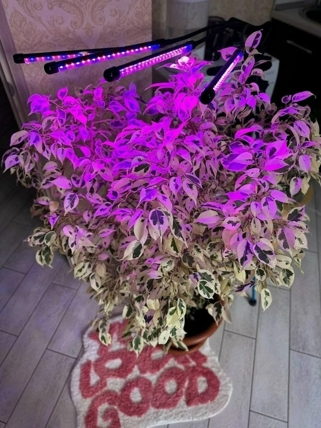 Фитолампа для растений купить в Интернет-магазине Садовод База - цена 450 руб Садовод интернет-каталог