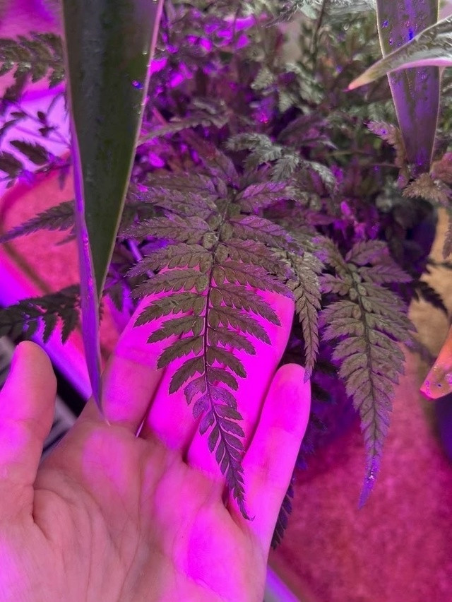 Фитолампа для растений купить в Интернет-магазине Садовод База - цена 450 руб Садовод интернет-каталог