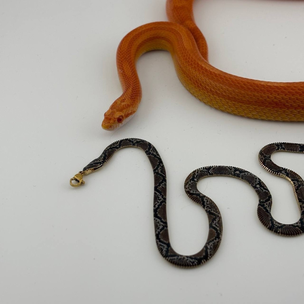 🐍 Колье с змеиным принтом «Лина» купить в Интернет-магазине Садовод База - цена 250 руб Садовод интернет-каталог
