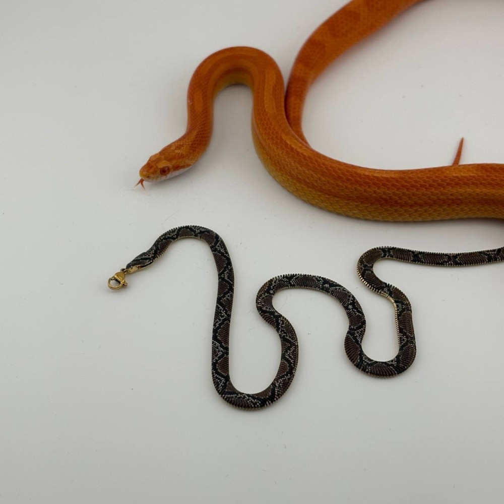 🐍 Колье с змеиным принтом «Лина» купить в Интернет-магазине Садовод База - цена 250 руб Садовод интернет-каталог