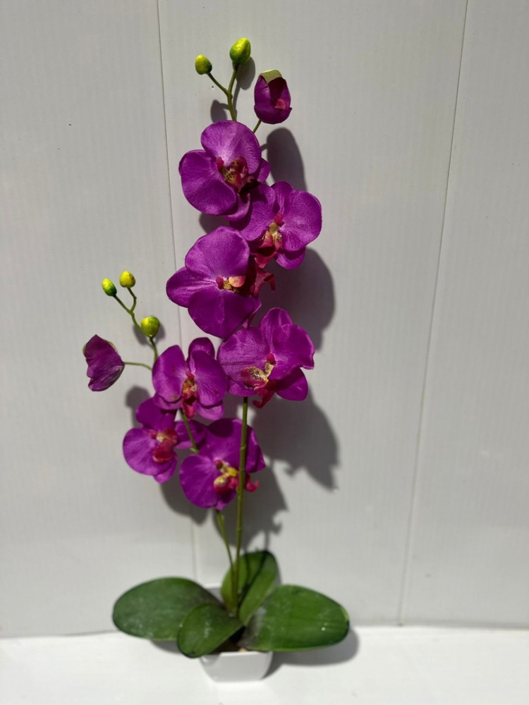 орхидеи в горшках купить в Интернет-магазине Садовод База - цена 150 руб Садовод интернет-каталог