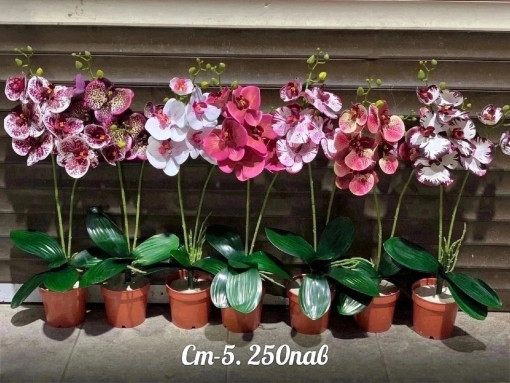 орхидея с горшком САДОВОД официальный интернет-каталог