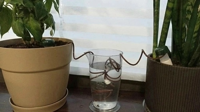 Автополив для комнатных растений и теплиц купить в Интернет-магазине Садовод База - цена 100 руб Садовод интернет-каталог