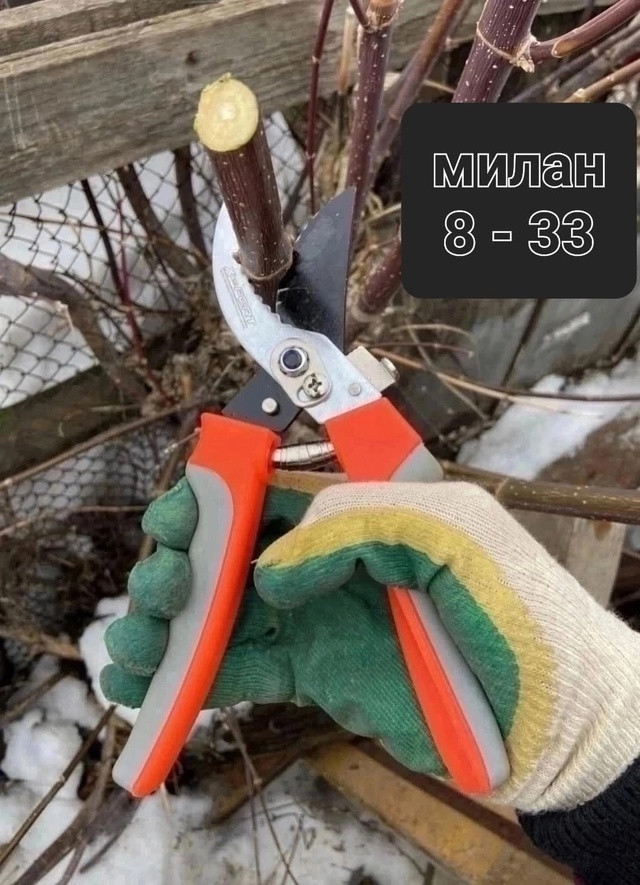 Секатор купить в Интернет-магазине Садовод База - цена 200 руб Садовод интернет-каталог