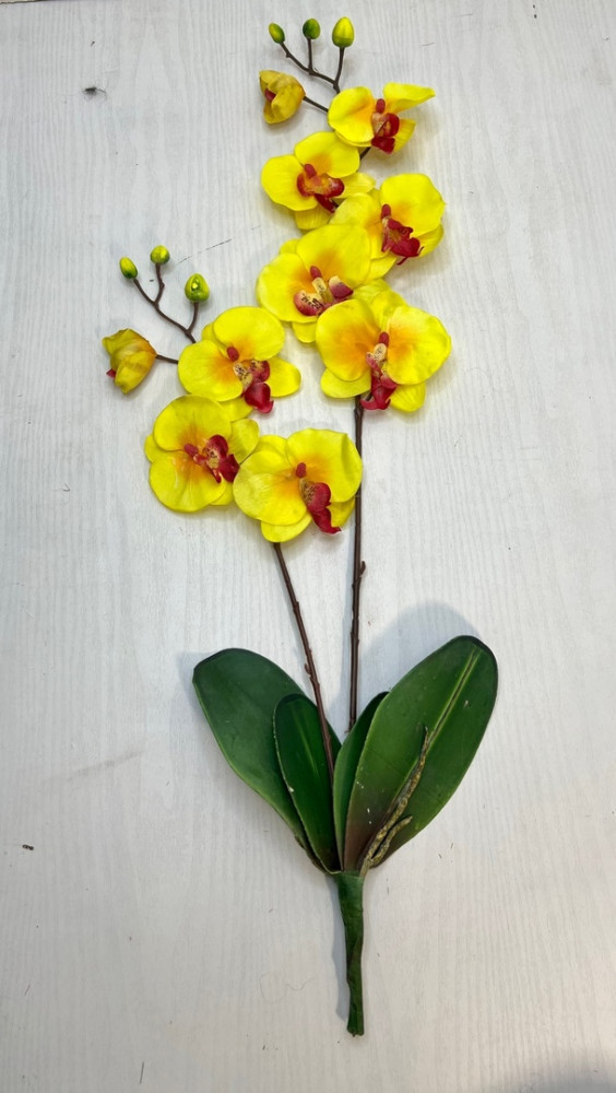 Орхидея купить в Интернет-магазине Садовод База - цена 100 руб Садовод интернет-каталог