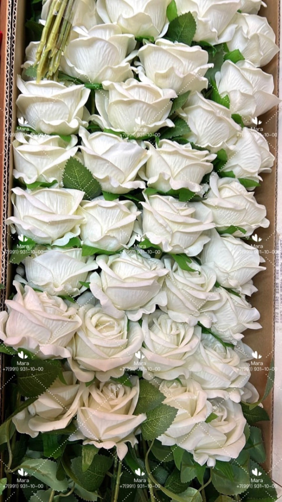 Роза белый купить в Интернет-магазине Садовод База - цена 4200 руб Садовод интернет-каталог