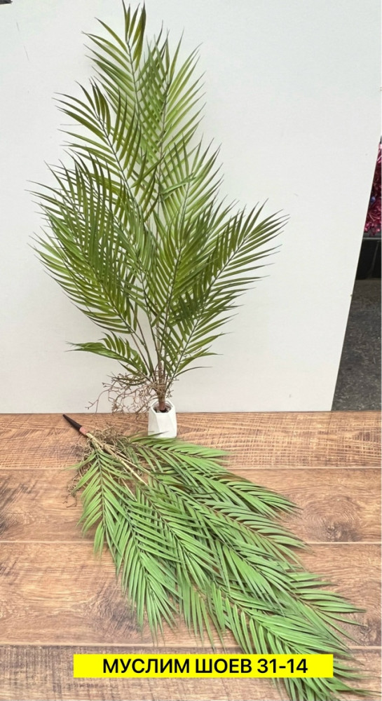 Искусственные цветы купить в Интернет-магазине Садовод База - цена 500 руб Садовод интернет-каталог