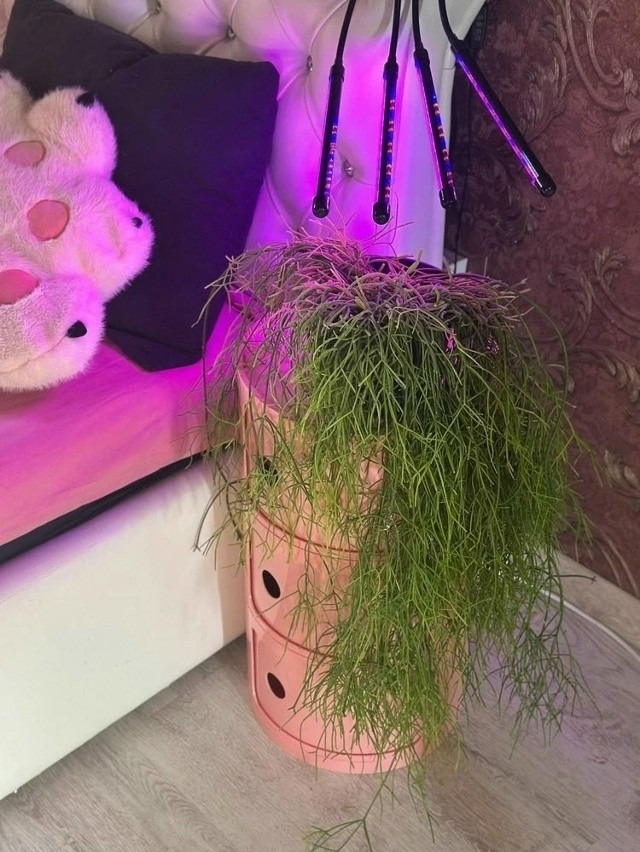 Фитолампа для растений купить в Интернет-магазине Садовод База - цена 450 руб Садовод интернет-каталог