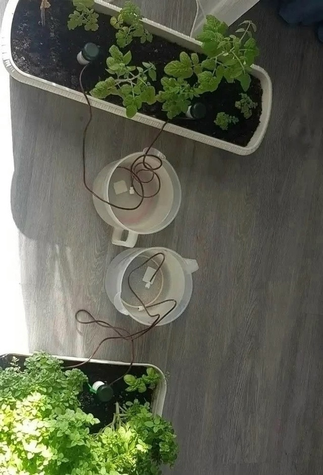 Автополив для комнатных растений и теплиц купить в Интернет-магазине Садовод База - цена 100 руб Садовод интернет-каталог