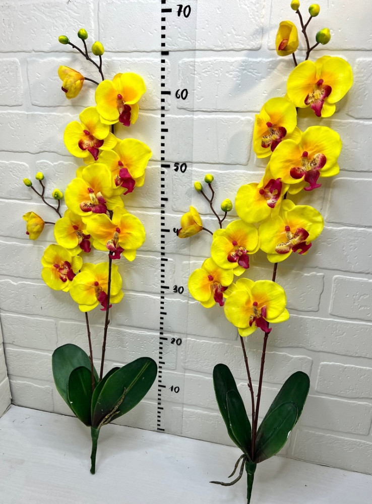 Орхидея купить в Интернет-магазине Садовод База - цена 100 руб Садовод интернет-каталог