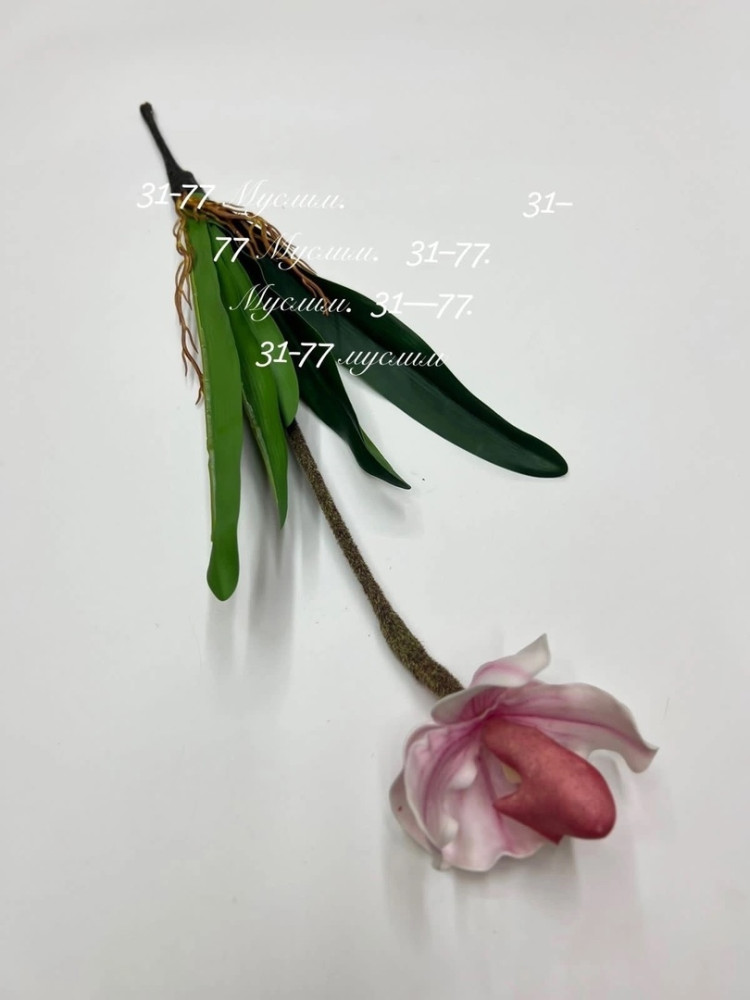 цветы купить в Интернет-магазине Садовод База - цена 8000 руб Садовод интернет-каталог