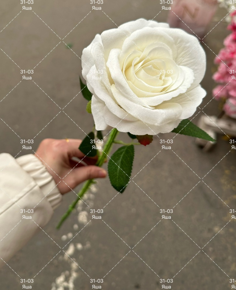 белая роза купить в Интернет-магазине Садовод База - цена 50 руб Садовод интернет-каталог